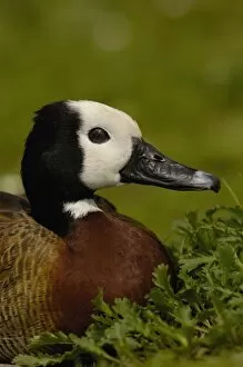 White-faced Whistling Duck (Dendrocygna viduata), captive in Slimbridge Wildfowl and Wetlands Trust