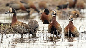 Images Dated 27th June 2024: White-faced whistling duck at water, Serengeti National Park, Tanzania, Africa