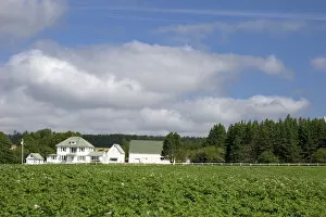 Images Dated 5th August 2006: White farm house and potato field on Prince Edward Island, Canada