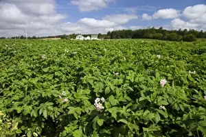 White farm house and potato field on Prince Edward Island, Canada