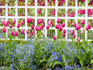 Victoria Prints: White fence with tulips and forget me nots