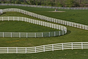 Images Dated 16th April 2005: White fence winding across Calumet horse farm, Lexington, Kentucky