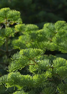 Old Growth Prints: White fir needles, Abies concolor, Capulin Springs Trail, Sandia Mountains, New Mexico
