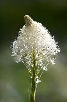 The white flower of Bear Grass north of Salmon, Idaho