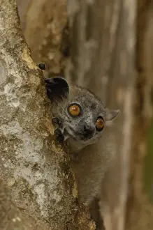 Protected Area Prints: White-footed sportive lemur (Lepilemur leucopus) Berenty Reserve. Southern MADAGASCAR