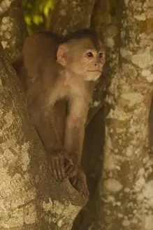 White-fronted capuchin monkey (Cebus albifrons) on a tree, Puerto Misahualli, Amazon rain forest