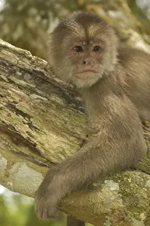 Bolivia Prints: White-fronted capuchin monkey (Cebus albifrons) WILD MONKEY FORMING PART OF A TROOP