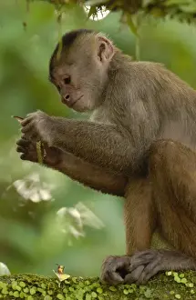 Images Dated 2001: White-fronted capuchin monkey (Cebus albifrons) WILD MONKEY FORMING PART OF A TROOP