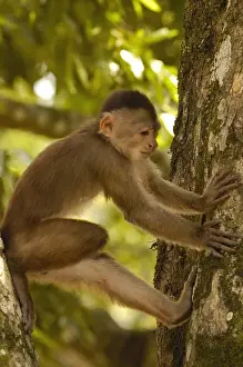 White-fronted capuchin monkey (Cebus albifrons) WILD MONKEY FORMING PART OF A TROOP