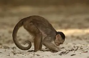 Bolivia Prints: White-fronted capuchin monkey digging on the beach for food (Cebus albifrons) WILD