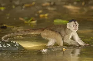 White-fronted capuchin monkey in river looking for food. (Cebus albifrons) WILD MONKEY