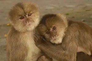 Affectionate Prints: White-fronted capuchin monkeys (Cebus albifrons) grooming each other, Puerto Misahualli