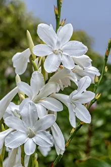 Floral And Botanical Prints: White Gladiolus