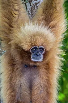 Arboreal Prints: White-handed gibbons come in both a blonde phase as well as black
