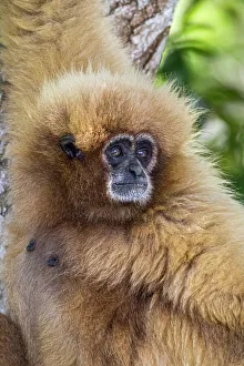 Arboreal Prints: White-handed gibbons come in both a blonde phase as well as black
