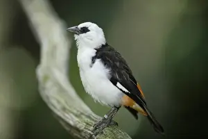 Gregarious Prints: White-headed buffalo weavers (Dinemellia dinemelli) San Diego Zoo, California
