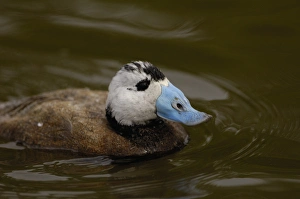 Images Dated 14th May 2006: White-headed Duck (Oxyura leucocephala) CAPTIVE Slimbridge Wildfowl and Wetlands