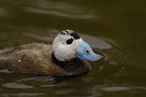 Images Dated 14th May 2006: White-headed Duck (Oxyura leucocephala) CAPTIVE Slimbridge Wildfowl and Wetlands
