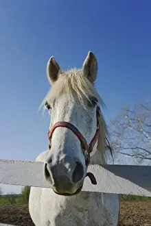 White horse looking over fence, Shaker Village of Pleasant Hill, near Harrodsburg