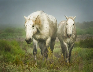 Images Dated 26th May 2011: white horses of camargue in field, painterly look