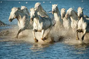 Powerful Prints: white horses of camargue, france, running in blue mediteranean water