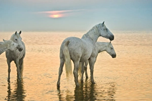 Images Dated 26th May 2011: White horses of Camargue, France in water, playful