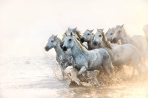 Powerful Prints: white horses of camargue running in water at sunrise