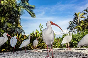 Wading Bird Prints: White ibis