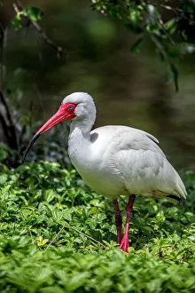 Wading Bird Prints: White ibis in breeding colors