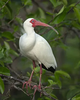 Images Dated 25th August 2020: White Ibis in breeding colors, Eudocimus albus, Wakodahatchee Wetlands, Florida Rookery