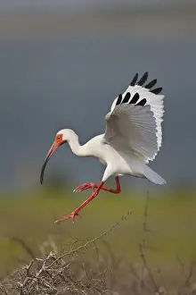 Images Dated 30th April 2009: White Ibis (Eudocimus albus) adults landing in nest colony, Laguna Madre, Texas, USA