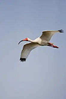 Images Dated 30th April 2009: White Ibis (Eudocimus albus) adults landing in nest colony, Laguna Madre, Texas, USA