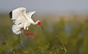 Images Dated 18th May 2009: White Ibis (Eudocimus albus) adults landing in nest colony, Laguna Madre, Texas, USA