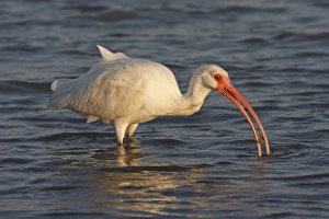Aransas County Prints: White Ibis (Eudocimus albus) feeding in saline bay