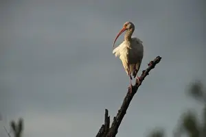 Quintana Roo Prints: White Ibis (Eudocimus albus), Sian Ka an Biosphere Reserve