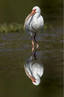 Images Dated 27th July 2020: White Ibis and reflection, Myakka River State Park, Florida
