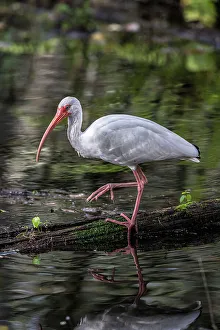 Wading Bird Prints: A white ibis searching for food in a south Florida swamp