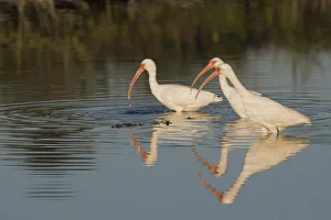 Images Dated 12th February 2017: White ibises foraging