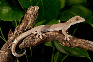 Images Dated 20th August 2011: White Line (Skunk) Gecko, Gecko vittatus, Native to Indonesia, Habitat: Arboreal Rain