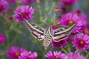 Nectaring Prints: White-lined Sphinx moth (Hyles lineata) on Alma Potschke Aster (Aster novae-angliae