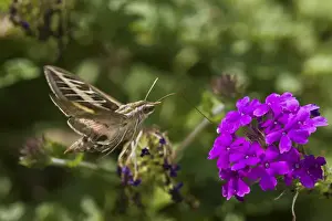 White-lined Sphinx moth (Hyles lineata) on Homestead Purple Verbena (Verbena canadensis