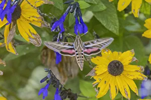 Alighting Prints: White-lined Sphinx on salvia