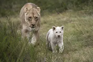 White lion (Panthera leo), Inkwenkwezi Private Game Reserve Eastern Cape, SOUTH AFRICA
