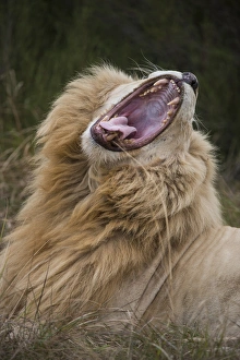 Teeth Prints: White lion (Panthera leo) lion with half white genes, Inkwenkwezi Private Game Reserve