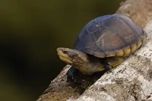 Fresh Water Prints: White-lipped mud turtle (Kinosternon leucostomum postinguinale) Western Ecuador