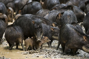 Images Dated 9th July 2011: White-lipped Peccary (Tayassu pecari) at saltlick