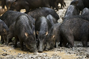 White-lipped Peccary (Tayassu pecari) at saltlick, Yasuni National Park White-lipped Peccary (Tayassu pecari) at saltlick, Yasuni National Park