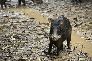 Images Dated 9th July 2011: White-lipped Peccary (Tayassu pecari) at saltlick