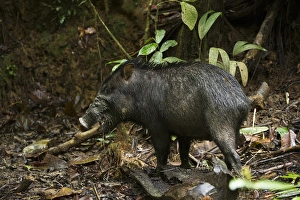 Images Dated 9th July 2011: White-lipped Peccary (Tayassu pecari) at saltlick