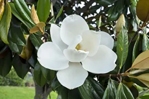 Daylight Prints: White Magnolia blossom, Florida, USA